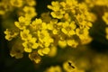 Goldentuft alyssum, Alyssum saxatile Royalty Free Stock Photo