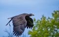 Goldern Eagle bird of prey