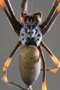 Goldern Orb Weaver spider
