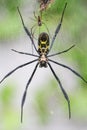Goldern orb web spider Royalty Free Stock Photo