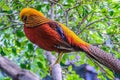 Goldern pheasant in Loro Parque, Tenerife, Canary Islands. Royalty Free Stock Photo