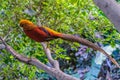 Goldern pheasant in Loro Parque, Tenerife, Canary Islands. Royalty Free Stock Photo