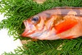 Goldeye rockfish Royalty Free Stock Photo