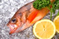 Goldeye rockfish Royalty Free Stock Photo