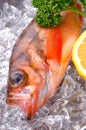 Goldeye rockfish Royalty Free Stock Photo