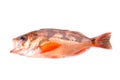 Goldeye rockfish