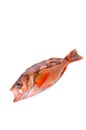 Goldeye rockfish Royalty Free Stock Photo