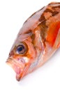 Goldeye rockfish