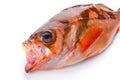 Goldeye rockfish