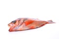 Goldeye rockfish Royalty Free Stock Photo