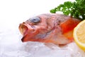 Goldeye rockfish Royalty Free Stock Photo