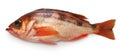 Goldeye rockfish Royalty Free Stock Photo