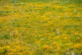 Goldfield wildflowers blooming on serpentine soil in south San Francisco bay area, San Jose, California; background for spring