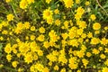 Goldfields blooming on meadows, view from above, California