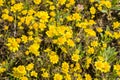 Goldfields blooming on meadows, view from above, California