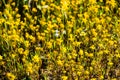 Goldfields blooming on meadows, view from above, south San Francisco bay area, San Jose, California