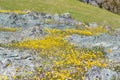 Goldfields blooming on serpentine soil, California