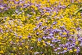 Goldfields and Gilia wildflowers blooming on a meadow, Henry W. Coe State Park, California