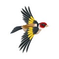 Goldfinch as Warm-blooded Vertebrates or Aves with Feathers and Toothless Beaked Jaw Vector Illustration