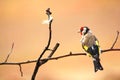 Goldfinch. A beautiful and irritated bird.