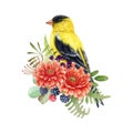 Goldfinch bird with autumn floral decor. Watercolor illustration. Hand drawn bright garden bird with fall season flowers Royalty Free Stock Photo