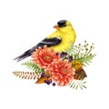 Goldfinch bird autumn season floral decoration. Watercolor illustration. Hand drawn bright garden bird with fall Royalty Free Stock Photo