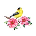 Goldfinch bird on blooming camellia branch. Bright garden bird watercolor illustration. Hand painted American goldfinch Royalty Free Stock Photo