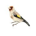 Goldfinch bird, Carduelis, watercolor illustration