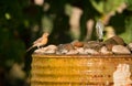 Goldfinch bird garden water fountain yakima indian reservation