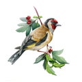 Goldfinch bird on a hawthorn branch illustration. Hand drawn watercolor realistic garden bird with red berries image.