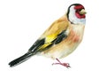 Goldfinch bird on an isolated white background, watercolor drawing.