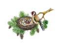 Goldfinch bird on the nest with eggs and newborn chick. Watercolor illustration. Hand drawn wildlife nature scene