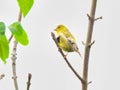 Goldfinch Bird Perched on Small Tree Branch on a Cloudy Day