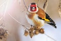 Goldfinch bird with a red mask