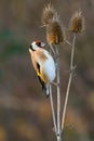 Goldfinch bird sitting on dry thistle