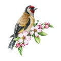 Goldfinch bird with spring apple flowers. Watercolor illustration. Hand drawn realistic garden bird springtime image Royalty Free Stock Photo