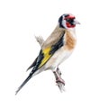 Goldfinch bird on a tree branch. Watercolor illustration. Realistic single european songbird hand drawn illustration