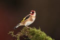 Goldfinch bird.