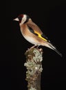 Goldfinch bird.