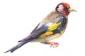 Goldfinch bird watercolor illustration. Hand drawn close up beautiful finch with black and yellow feathers.