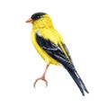 Goldfinch bird watercolor illustration. Spinus tristis realistic detailed single image. Hand drawn North American native