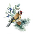 Goldfinch bird winter floral arrangement watercolor illustration. Hand drawn natural decor with gold finch bird.