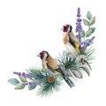 Goldfinch bird winter floral arrangement watercolor illustration. Hand drawn natural decor with couple gold finch birds.