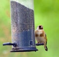 Goldfinch on Birdfeeder Royalty Free Stock Photo