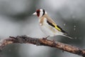 Goldfinch on a branch