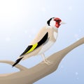 Goldfinch on branch