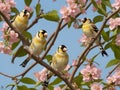 goldfinch on a branch of sakura with pink flowers