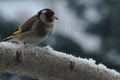 Goldfinch on branch in snow