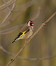 Goldfinch Royalty Free Stock Photo