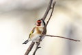 Goldfinch, carduelis carduelis